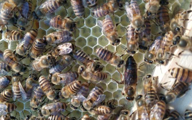 蜜蜂什么情況下會打架? 蜜蜂