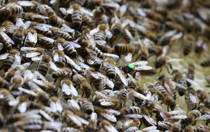 蜂群失王沒王臺(tái)怎么辦? 蜂王