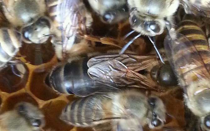 蜂群失王沒王臺(tái)怎么辦? 蜂王