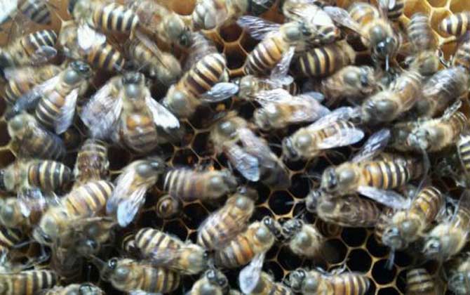 蜂群失王沒王臺(tái)怎么辦? 蜂王