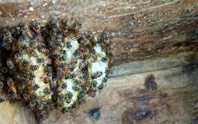 蜜蜂蛋群是什么意思? 蛋群