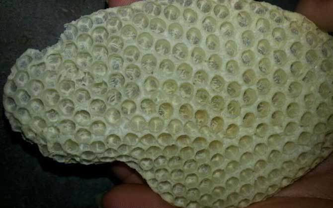 工蜂產(chǎn)卵20天怎么處理? 工蜂產(chǎn)卵