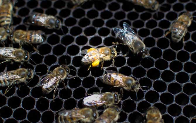 蜂群失王后多久會滅亡? 蜂群