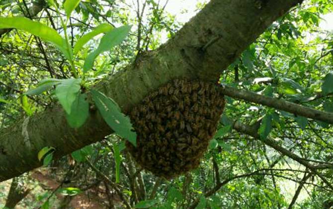 分蜂前幾小時(shí)預(yù)兆有哪些? 分蜂