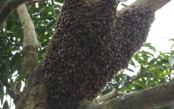 分蜂前幾小時(shí)預(yù)兆有哪些? 分蜂