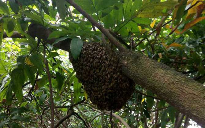 分蜂前幾小時(shí)預(yù)兆有哪些? 分蜂