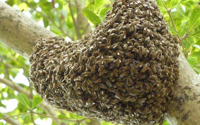 分蜂前幾小時(shí)預(yù)兆有哪些? 分蜂