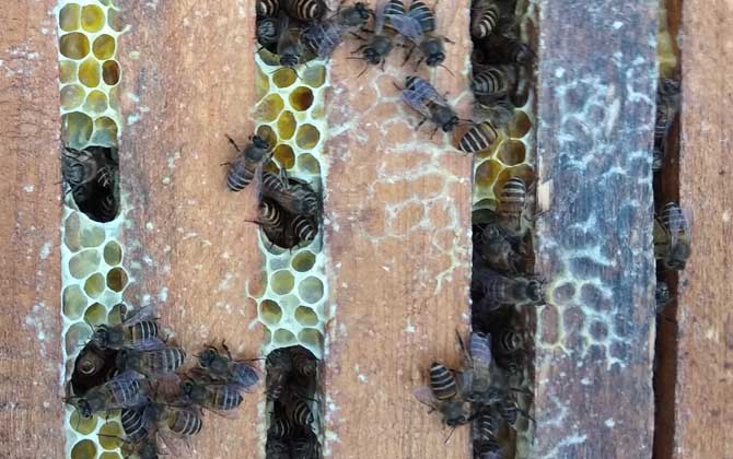 介王成功蜜蜂的表現有哪些? 介王