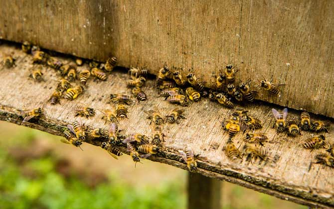 蜜蜂失王怎么判斷出來? 蜜蜂