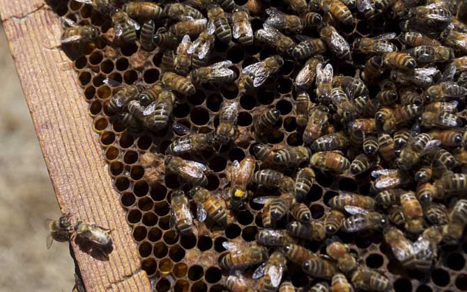 蜜蜂失王怎么判斷出來? 蜜蜂