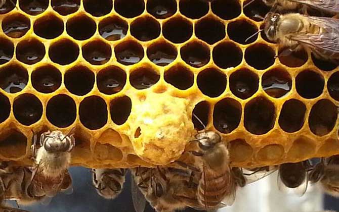 蜜蜂人工育王方法及注意事項 人工育王