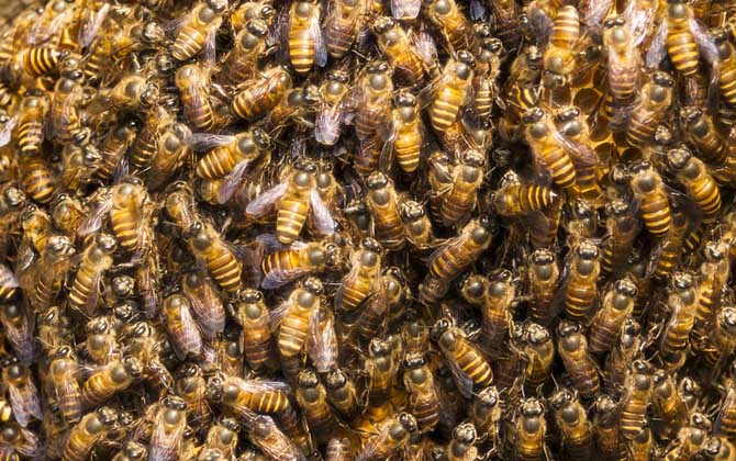 蜜蜂分家怎樣找蜂王? 蜜蜂分家