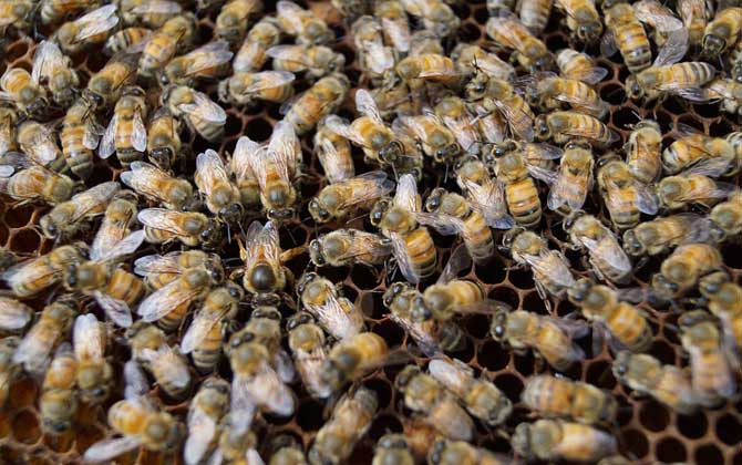 蜜蜂分家怎樣找蜂王? 蜜蜂分家