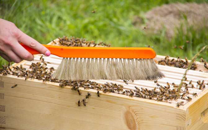 怎樣合并蜂群最安全? 合并蜂群