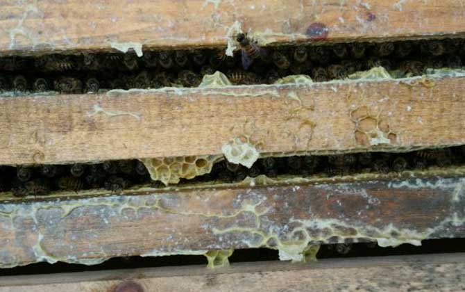 有了王臺(tái)怎樣人工分蜂? 人工分蜂