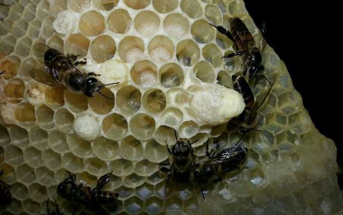 養蜂育王技術及注意事項 育王