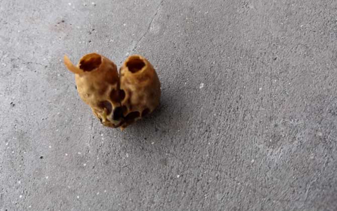 養蜂育王技術及注意事項 育王