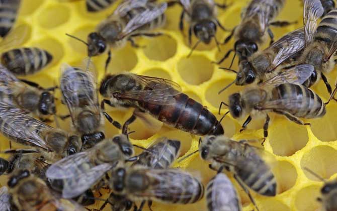 養蜂育王技術及注意事項 育王