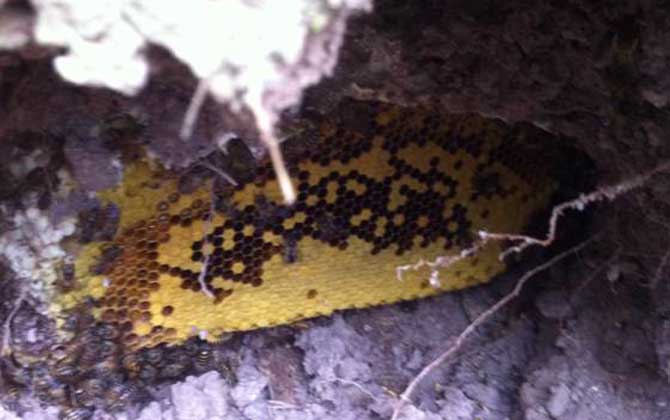 野外收蜂絕招及注意事項 收蜂