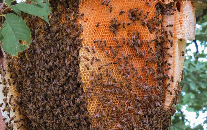 收蜂怎么判斷有沒有蜂王? 收蜂