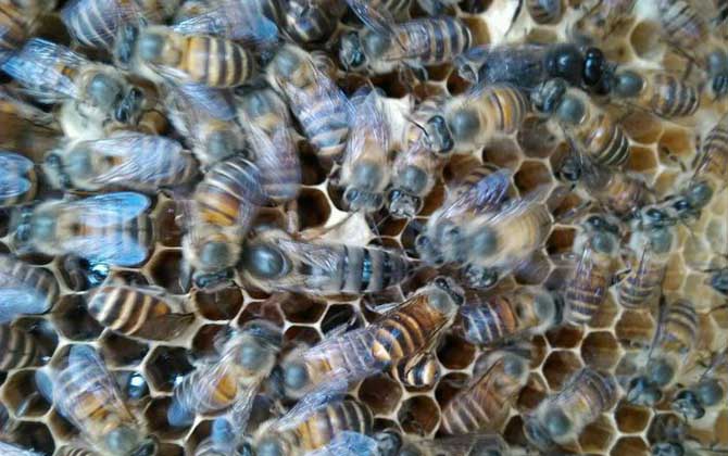 同箱分蜂技術及注意事項 同箱分蜂