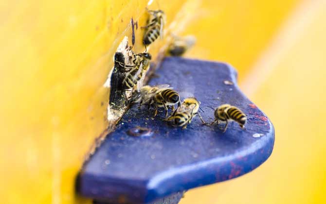 蜜蜂越冬糖什么時(shí)候喂? 蜜蜂