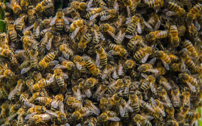 蜜蜂秋繁起止時間及繁蜂技巧 秋繁