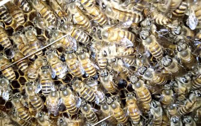 蜜蜂秋繁21天能安全越冬嗎? 蜜蜂秋繁