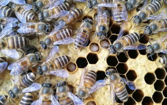 蜜蜂秋繁的重要性和關(guān)鍵技術(shù) 蜜蜂秋繁