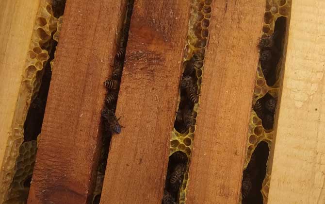 蜜蜂秋繁的重要性和關(guān)鍵技術(shù) 蜜蜂秋繁