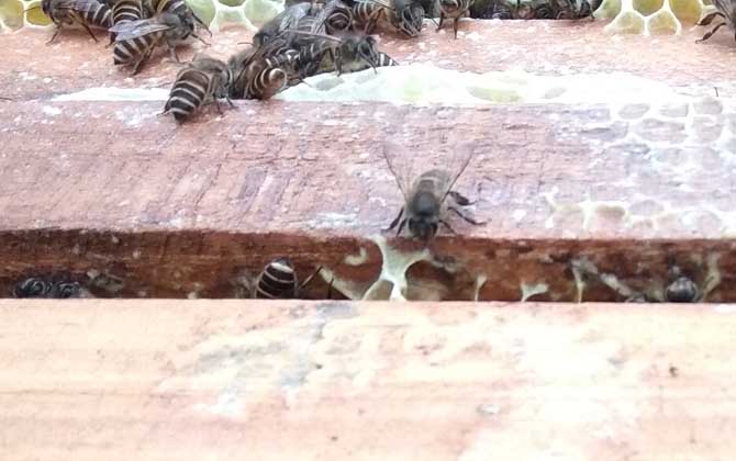 蜜蜂秋繁技術(shù)及注意事項(xiàng) 秋繁