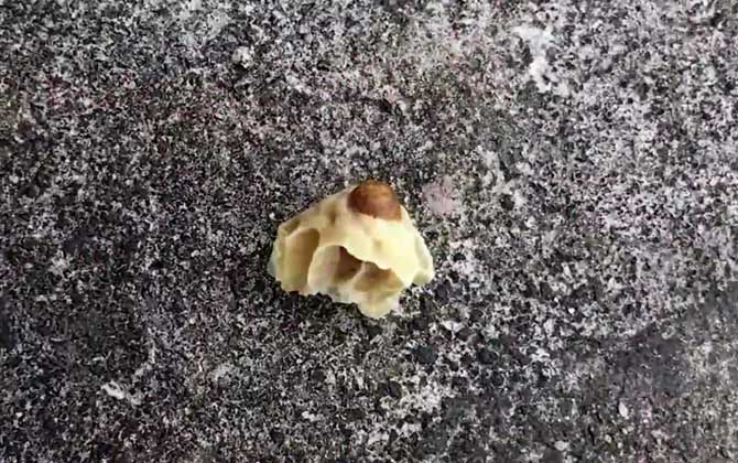 怎樣介入王臺最易成功? 王臺