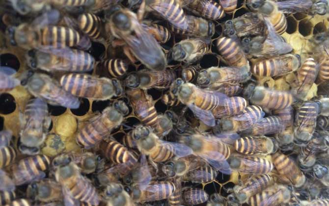 養蜜蜂的技巧及注意事項 養蜜蜂