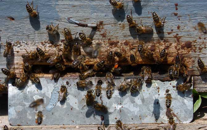 養蜜蜂的技巧及注意事項 養蜜蜂