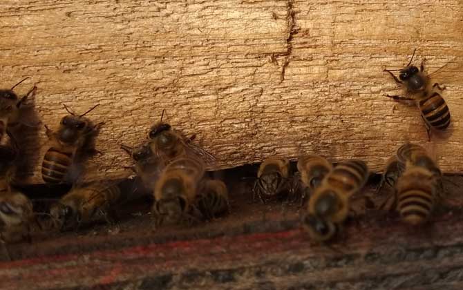 蜜蜂不出門是不是病了? 蜜蜂