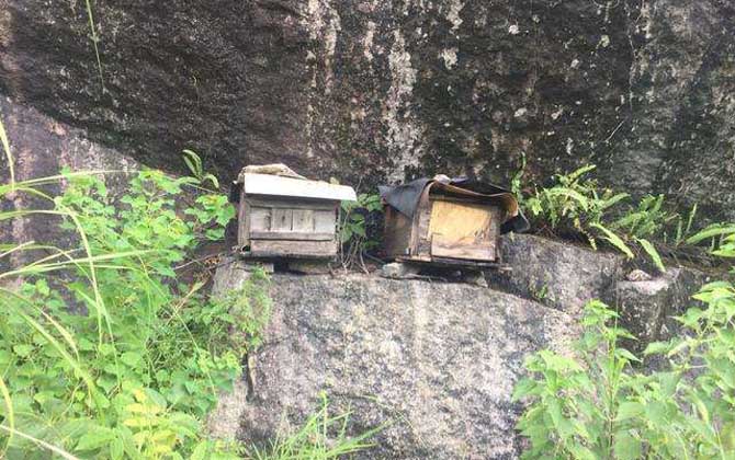 怎樣提高誘蜂箱的誘蜂力? 誘蜂箱