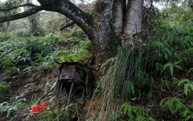 怎樣提高誘蜂箱的誘蜂力? 誘蜂箱