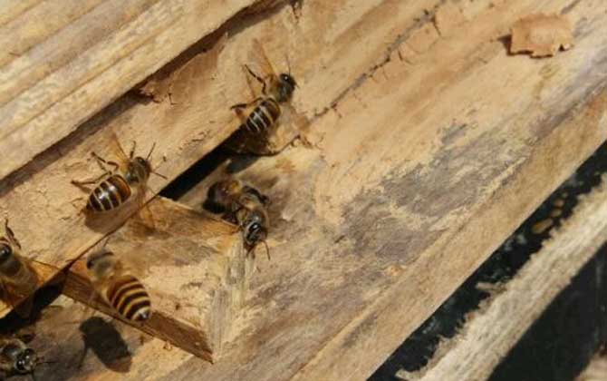 人工分蜂白天好還是晚上好? 人工分蜂