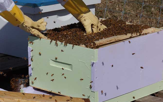 蜜蜂秋繁怎樣飼喂蜂群? 蜜蜂秋繁