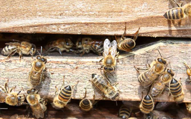 蜜蜂秋繁的最佳時間及注意事項 蜜蜂秋繁