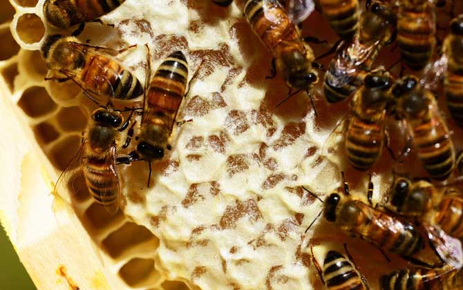 蜜蜂怎么秋繁更快? 蜜蜂秋繁