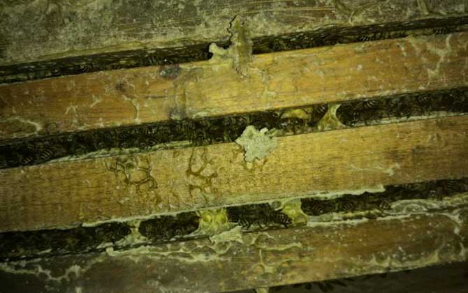 中蜂秋繁地區(qū)時(shí)間表及注意事項(xiàng) 中蜂秋繁