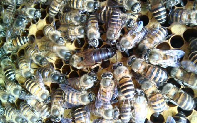 怎樣用空氣清新劑合并蜂群? 合并蜂群