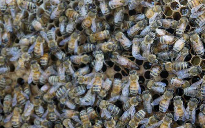 怎樣用空氣清新劑合并蜂群? 合并蜂群