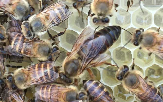 合并蜂群要不要囚王? 合并蜂群