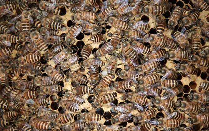 合并蜂群要不要囚王? 合并蜂群