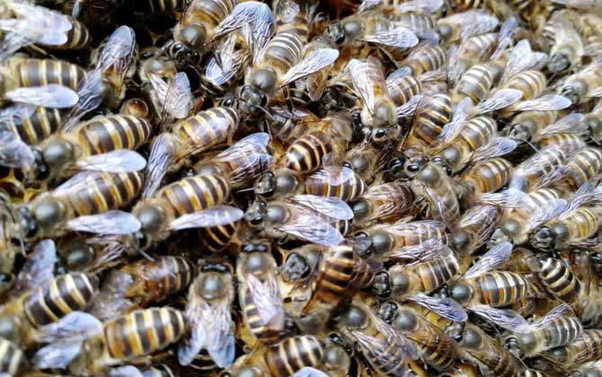 合并蜂群要不要囚王? 合并蜂群