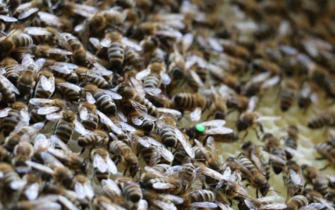 巢蟲怎么防治最有效? 巢蟲怎么防治