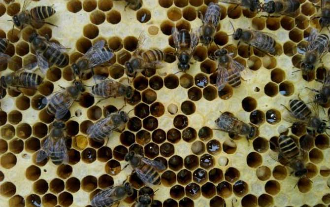 中蜂囊狀幼蟲病防治技術 中蜂囊狀幼蟲病