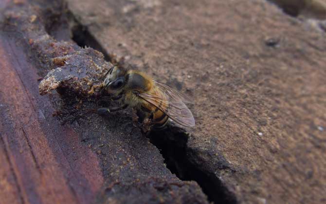 蜂螨是什么引起的? 蜂螨